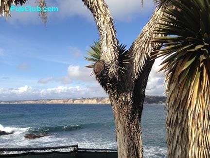 La Jolla coastline & palm trees
