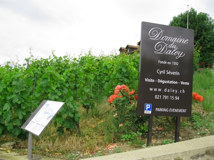 Domaine du Daley winery Switzerland