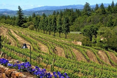 Sonoma County vineyard