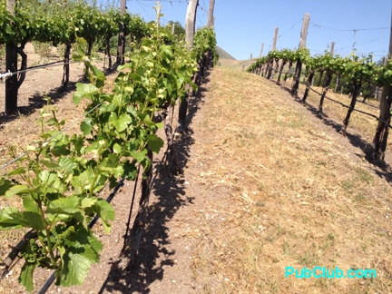 Holman Ranch Carmel Valley wineries