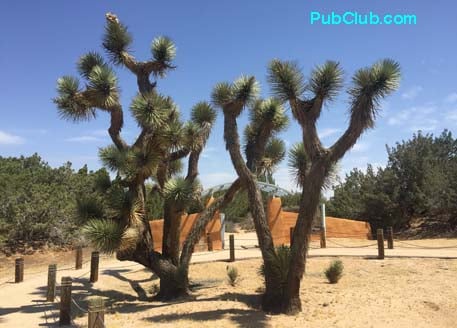 Prime Desert Woodland Preserve Lancaster CA