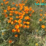 California poppies preserve Lancaster
