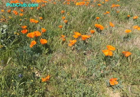 California Poppy Preserve Lancaster