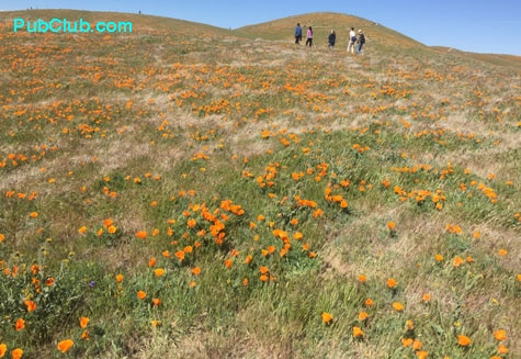 California Poppy Preserve Lancaster