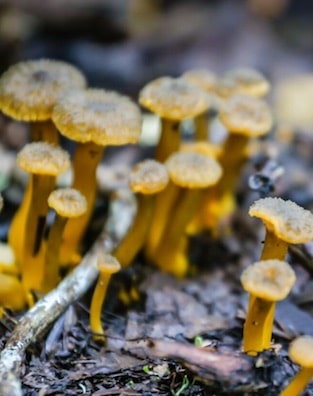 Mendocino County mushrooms