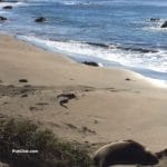 Elephant Seal Rookery Central California coast Highway 1
