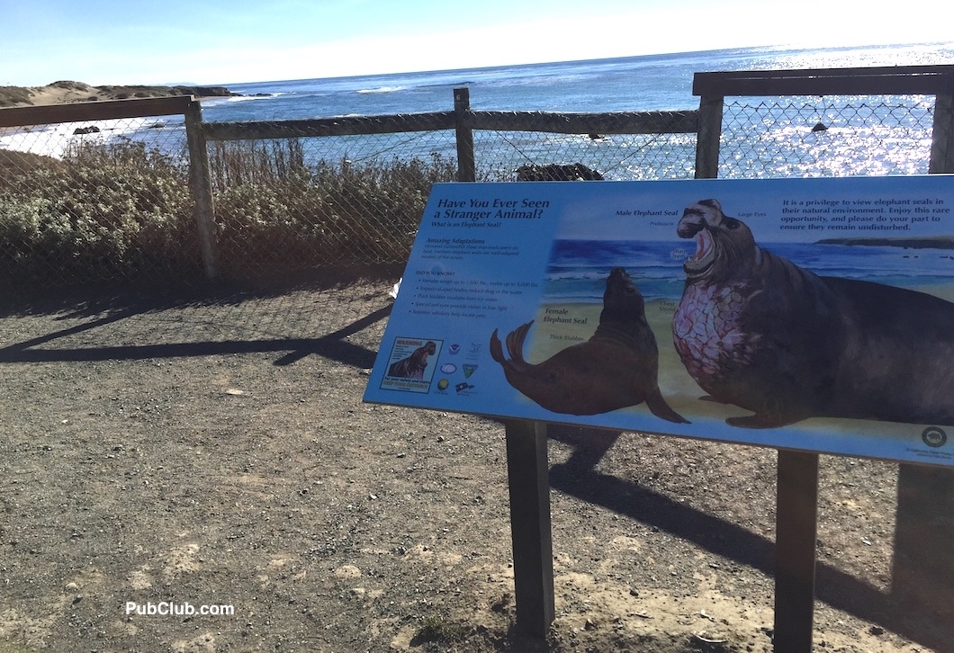 Elephant Seal Rookery beach San Simeon CA