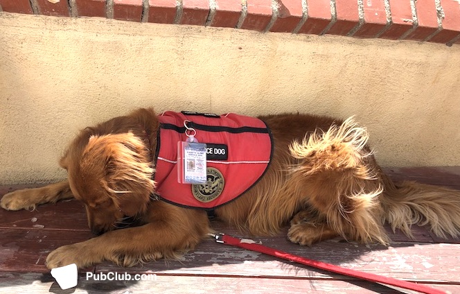 service dog Service dog