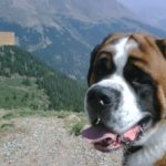 Kegger The Great Saint Bernard dog