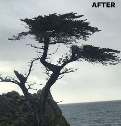 Lone Cypress tree damaged after storm Pebble Beach, CA