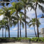Waikiki Beach palm trees benches