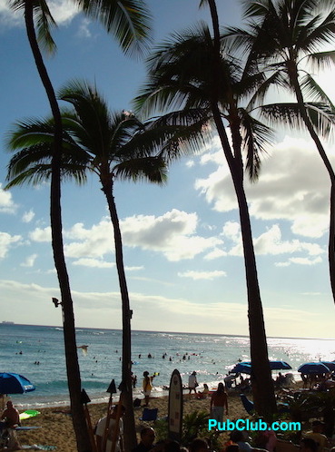 Waikiki Beach palm trees