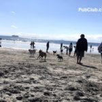 Coronado Island dog beach