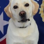 Tennessee Bureau of Investigation K9 dog