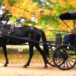 Saugatuck Michigan horse carriage ride