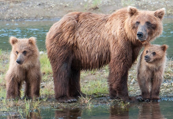 Alaska's brown bears