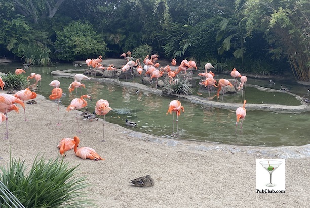 San Diego Zoo flamingos