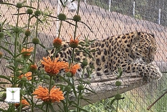 San Diego Zoo leopard