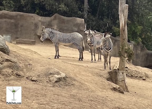 San Diego Zoo zebras