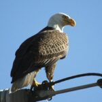 Carson Valley Nevada wildlife eagle