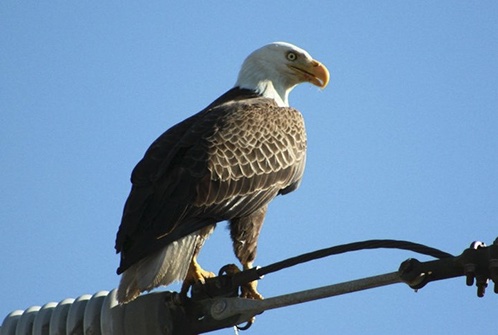 Carson Valley Nevada wildlife eagle