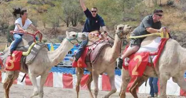 camel races Virginia City Nevada