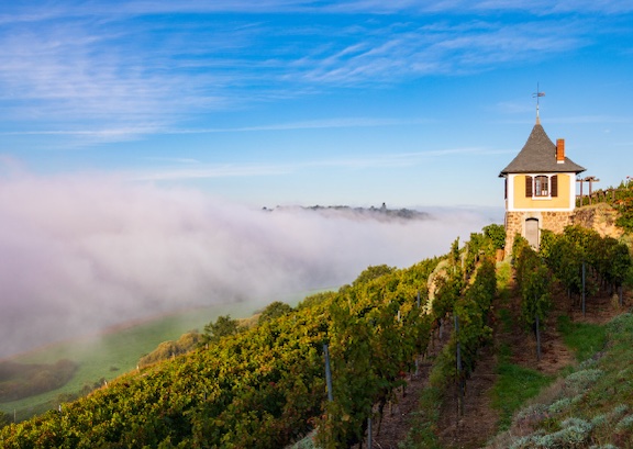 Saxon Wine Trail Meissen vineyard 