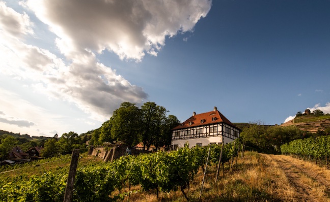 Saxony Wine Trail Hoflößnitz winery