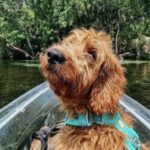 dog in a boat in Florida