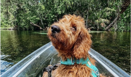 dog in a boat in Florida dog in a boat in Florida