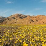 Death Valley CA wiidflowers