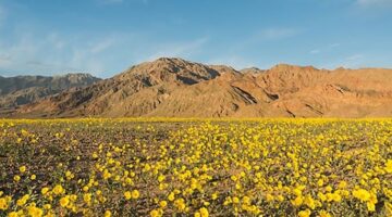 Death Valley CA wiidflowers