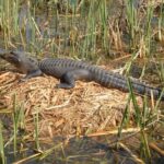 New Orleans swamp tour gator