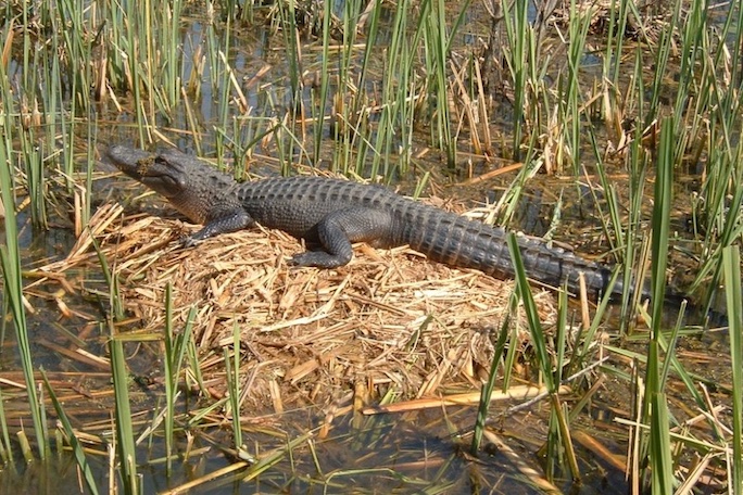 New Orleans swamp tour gator