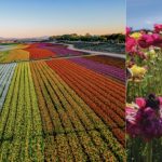 Carlsbad Flower Fields
