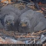 Big Bear chicks Sunny and Gizmo