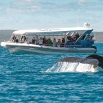 Whale watching boat Hervey Bay Australia