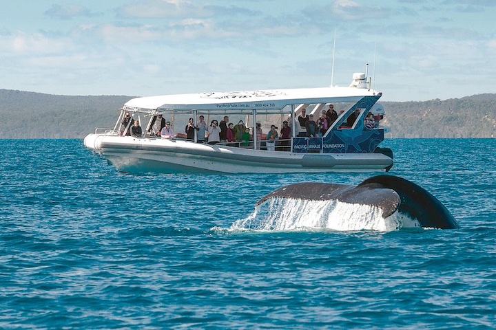 Whale watching boat Hervey Bay Australia Whale watching boat Hervey Bay Australia