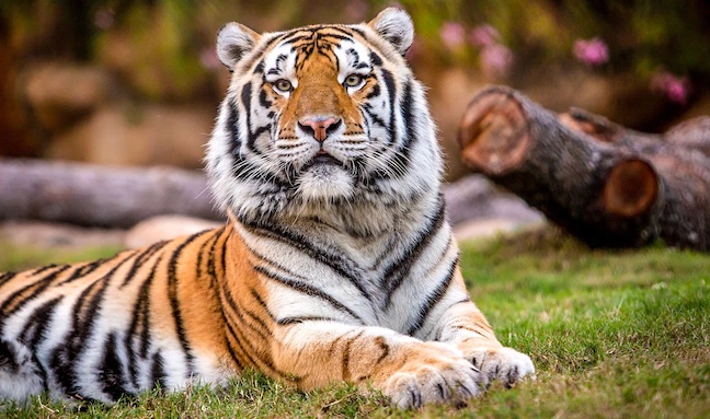 LSU mascot Mike the Tiger